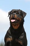 ROTTWEILER 181